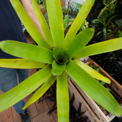 Aechmea fendleri adulte