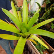 Aechmea fendleri adulte
