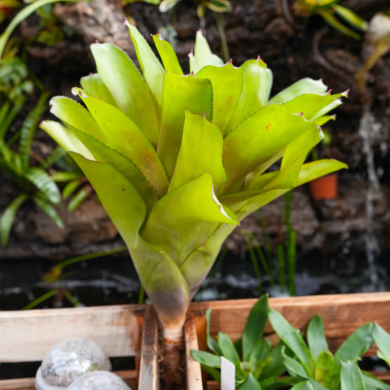 Aechgelia humming bird