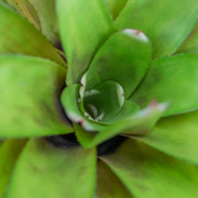 Aechgelia humming bird