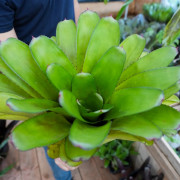 Aechgelia humming bird