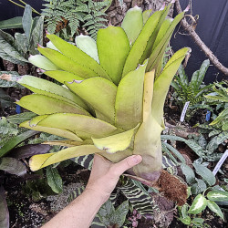 Aechgelia humming bird