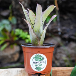 Aechmea pineliana minuta