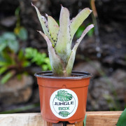 Aechmea pineliana minuta