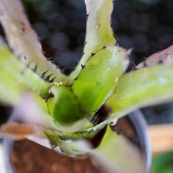 Aechmea pineliana minuta