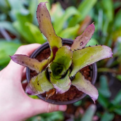 Aechmea pineliana minuta