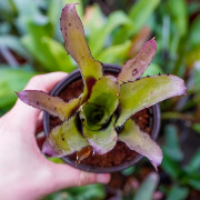 Aechmea pineliana minuta