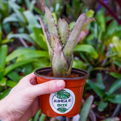 Aechmea pineliana minuta