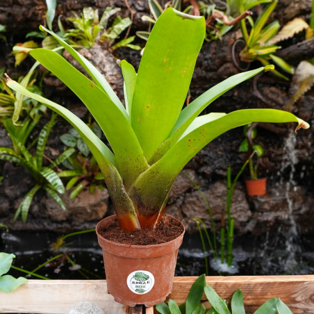 Alcanterea imperialis