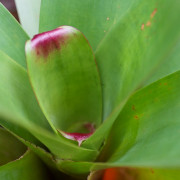 Alcantarea imperialis – Broméliacée géante impériale | Entretien