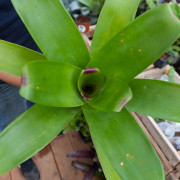 Alcantarea imperialis – Broméliacée géante impériale | Entretien