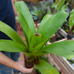 Alcantarea imperialis – Broméliacée géante impériale | Entretien