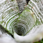 Hohenbergia correia araujoi