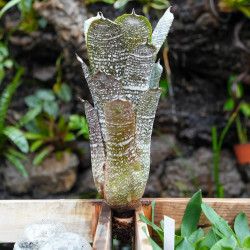 Hohenbergia correia araujoi