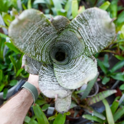 Hohenbergia correia araujoi