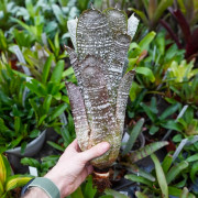 Hohenbergia correia araujoi