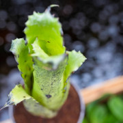 Hohenbergia leopoldo horsii S