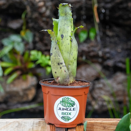 Hohenbergia leopoldo horsii S