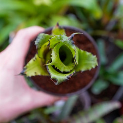 Hohenbergia leopoldo horsii S