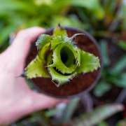 Hohenbergia leopoldo horsii S