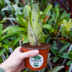 Hohenbergia leopoldo horsii S