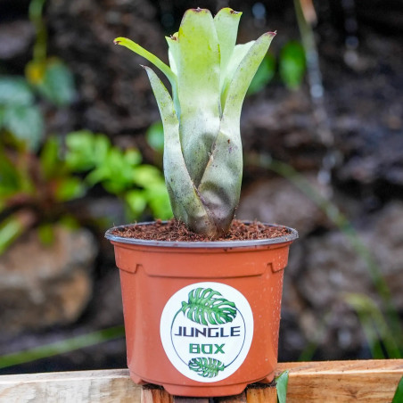 Neoregelia abendrothae