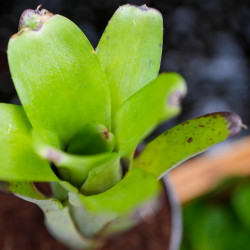 Neoregelia abendrothae