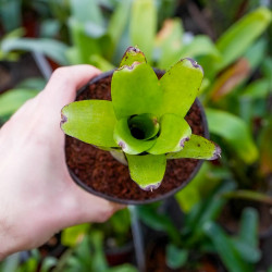 Neoregelia abendrothae