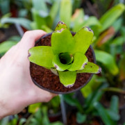 Neoregelia abendrothae