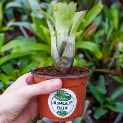 Neoregelia abendrothae