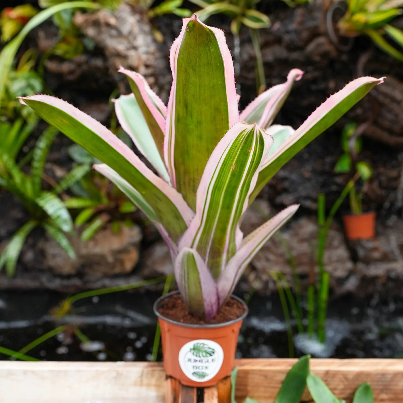 Neoregelia carcharodon albomarginata