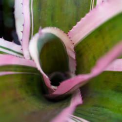 Neoregelia carcharodon albomarginata