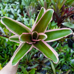 Neoregelia carcharodon albomarginata