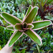 Neoregelia carcharodon albomarginata