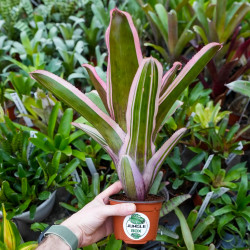 Neoregelia carcharodon albomarginata