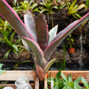 Neoregelia carcharodon nigra