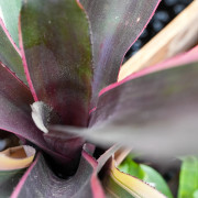 Neoregelia carcharodon nigra