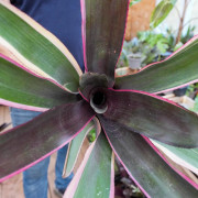 Neoregelia carcharodon nigra