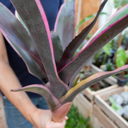 Neoregelia carcharodon nigra