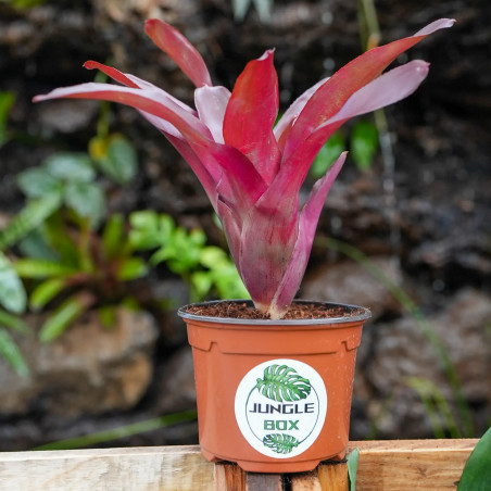 Neoregelia fuego ancho