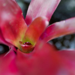 Neoregelia 'Fuego Ancho' – Broméliacée Tropicale Colorée | JungleBox