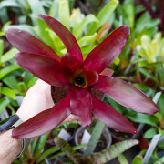 Neoregelia 'Fuego Ancho' – Broméliacée Tropicale Colorée | JungleBox