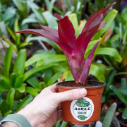 Neoregelia 'Fuego Ancho' – Broméliacée Tropicale Colorée | JungleBox