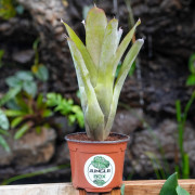 Neoregelia bahiana hybrid