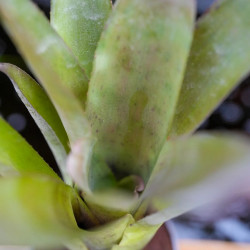 Neoregelia bahiana hybrid