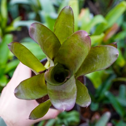 Neoregelia bahiana hybrid