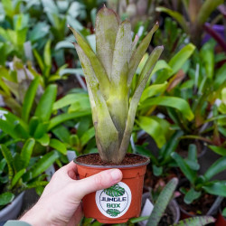 Neoregelia bahiana hybrid