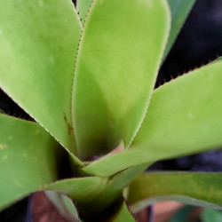 Neoregelia Johannis – Plante exotique graphique | JungleBox