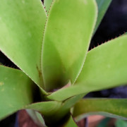 Neoregelia Johannis – Plante exotique graphique | JungleBox