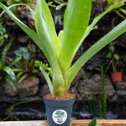 Neoregelia johannis